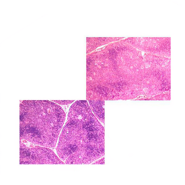 Thymus, Prepared Microscope Slide