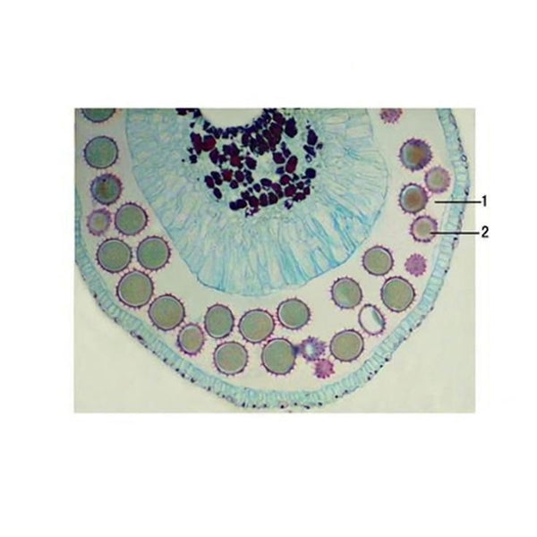 Cotton Anther, c.s. Prepared Microscope Slide - Dr Wong Anatomy