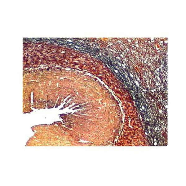Horse Cerebellum, Microscope Slide - Dr Wong Anatomy