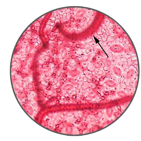 Apple Leaf Lower Epidermis, Prepared Microscope Slide