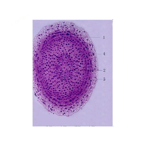 Onion Root Tip, c.s. Prepared Microscope Slide - Dr Wong Anatomy