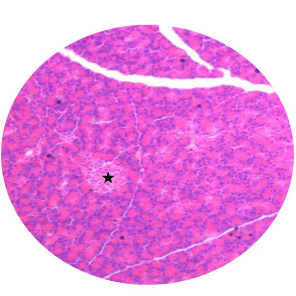 Pancreas, Microscope Slide - Dr Wong Anatomy