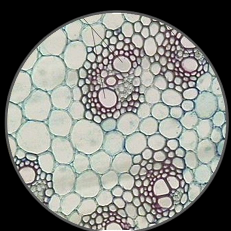Monocot Stem, c.s. Prepared Microscope Slide