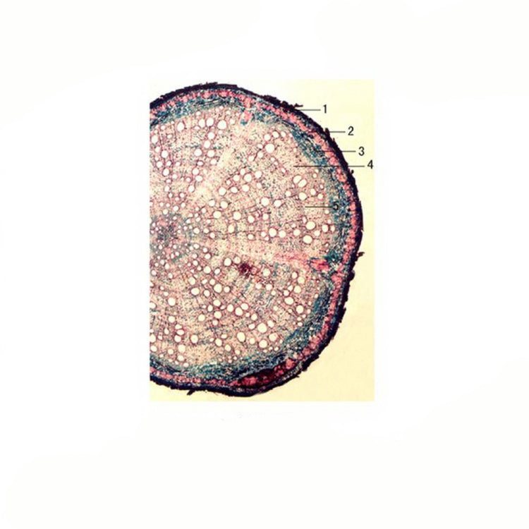 Oak Root, c.s. Prepared Microscope Slide - Dr Wong Anatomy