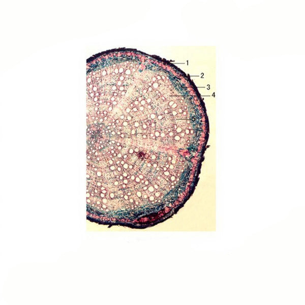 Oak Root, c.s. Prepared Microscope Slide - Dr Wong Anatomy