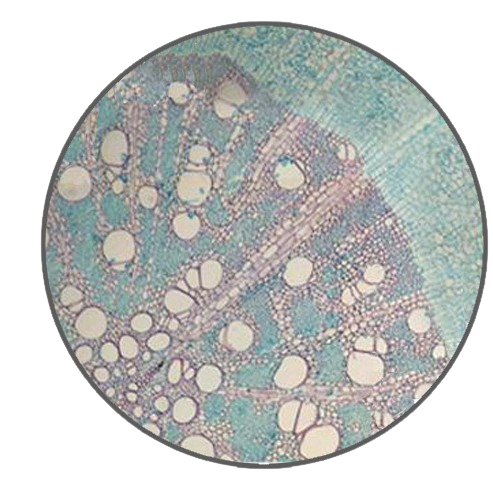 Mature Mulberry Root, c.s. Prepared Microscope Slide - Dr Wong Anatomy