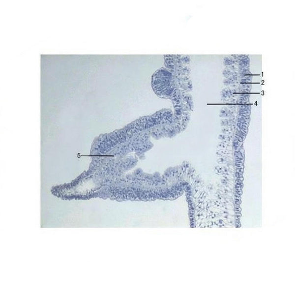 Hydra Budding Stage, l.s. Prepared Microscope Slide