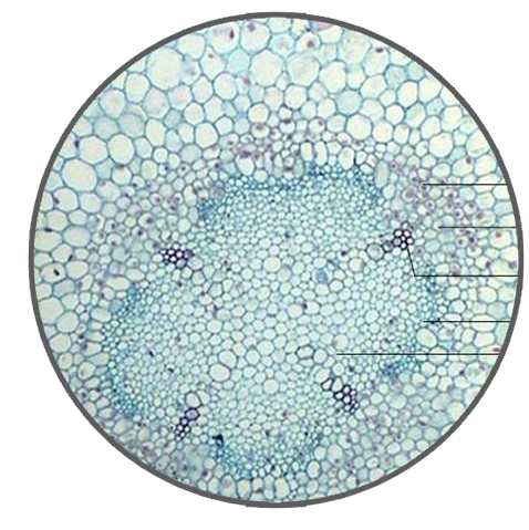 Young Broad Bean Root, c.s. Prepared Microscope Slide - Dr Wong Anatomy