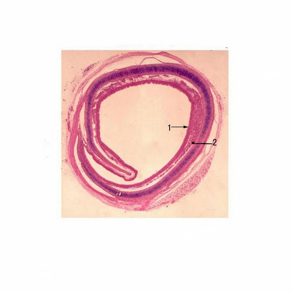 Trachea, c.s. Prepared Microscope Slide