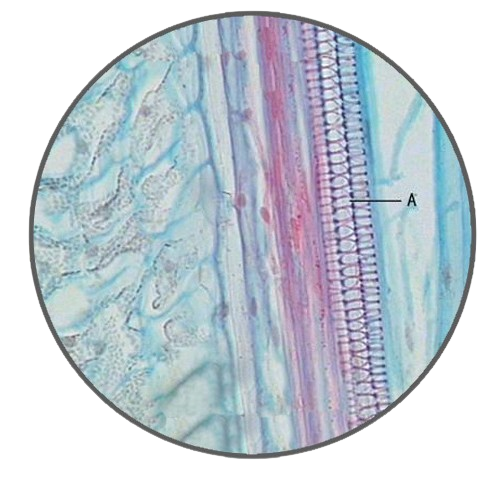 Horsetail Stem, l.s. Prepared Microscope Slide