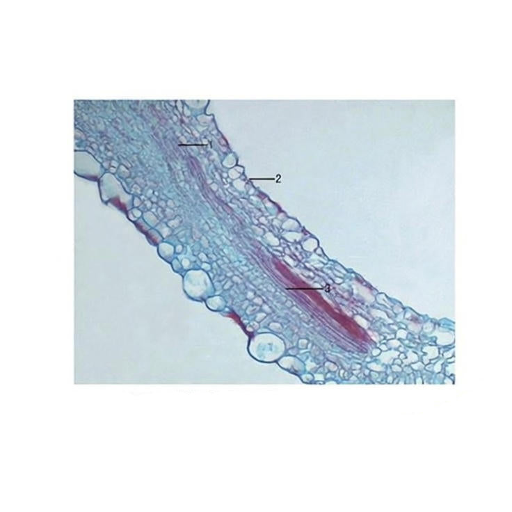 Rapeseed Leaf Margin, Prepared Microscope Slide