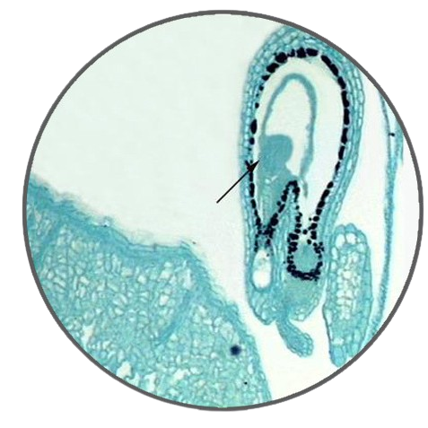 Capsella Bursa-Pastoris Globular Embryo Stage, Prepared Microscope Slide