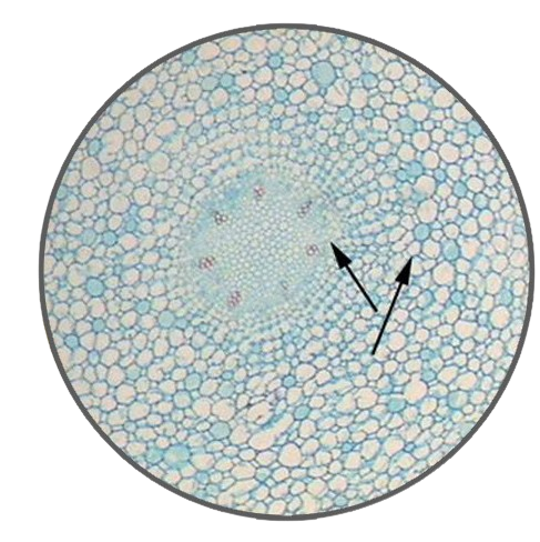 Mulberry Root, c.s. Prepared Microscope Slide - Dr Wong Anatomy