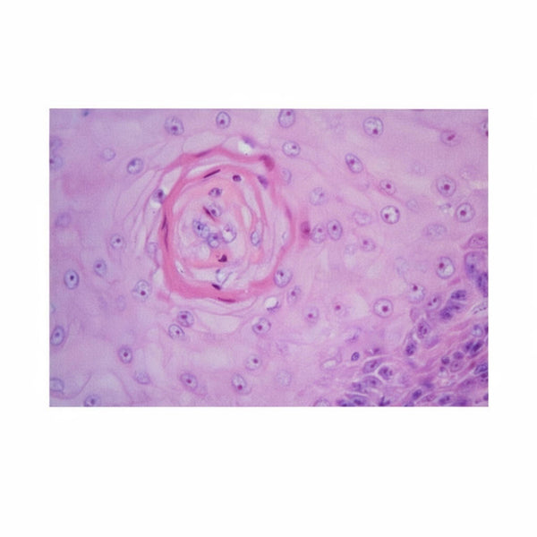 Stratified Squamous Epithelium, Microscope Slide - Dr Wong Anatomy