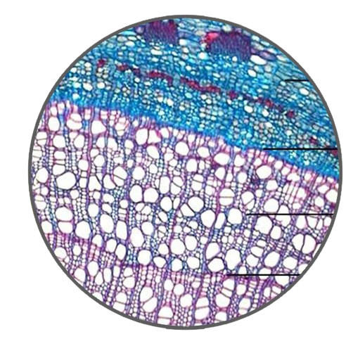 Poplar Three-Year-Old Stem, c.s. Prepared Microscope Slide