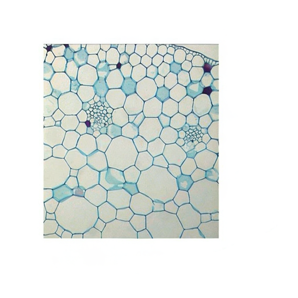Water Hyacinth Stem, c.s. Prepared Microscope Slide