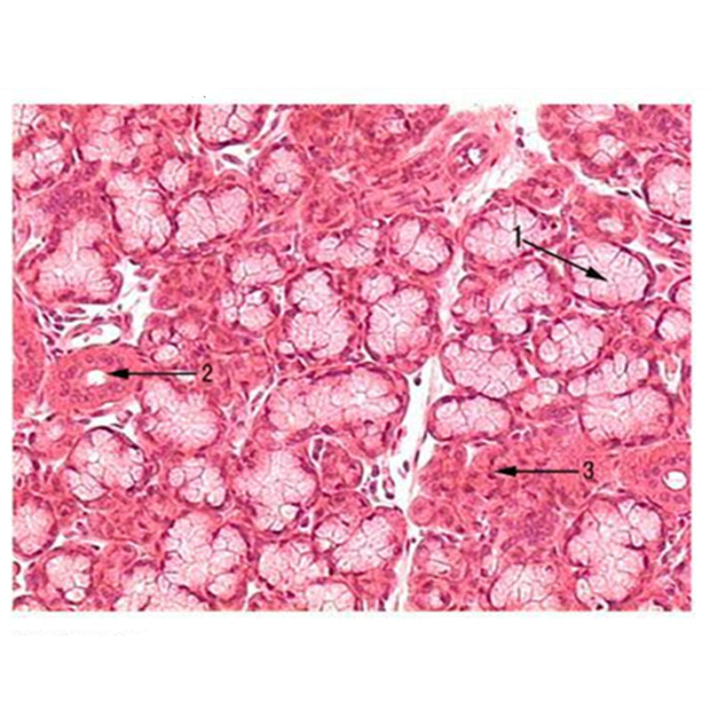 Tongue Salivary Gland (Sublingual Gland), Microscope Slide - Dr Wong Anatomy