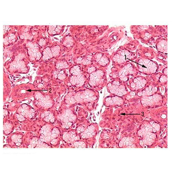 Tongue Salivary Gland (Sublingual Gland), Microscope Slide - Dr Wong Anatomy