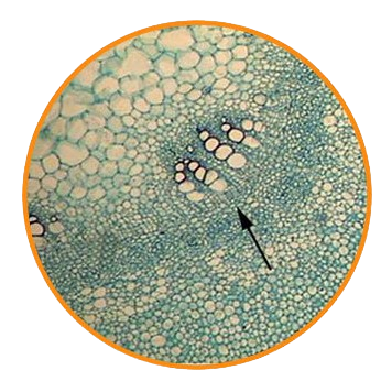 Mulberry Stem, c.s. Prepared Microscope Slide