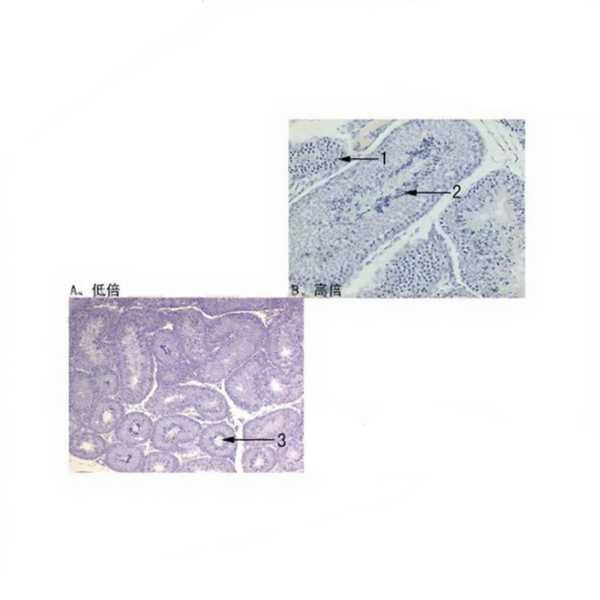 Rabbit Testis, Microscope Slide - Dr Wong Anatomy