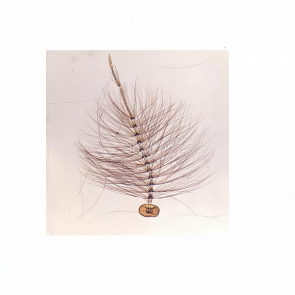 Male Mosquito Plumose Antenna, Microscope Slide - Dr Wong Anatomy