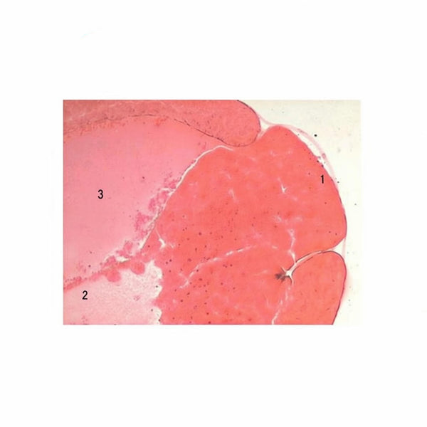 Frog Late Gastrula Stage, Microscope Slide - Dr Wong Anatomy