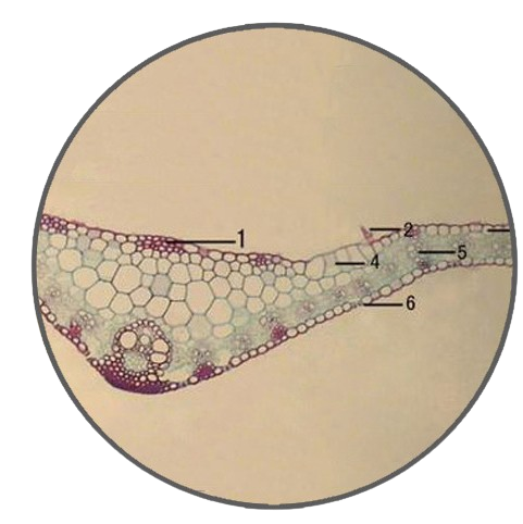 Corn Leaf, c.s. Prepared Microscope Slide