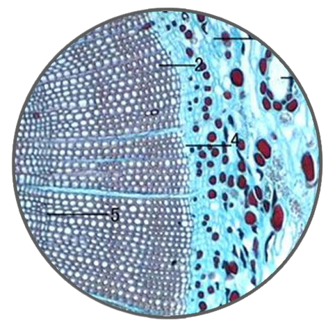 Pine Two-Year-Old Stem, c.s. Prepared Microscope Slide