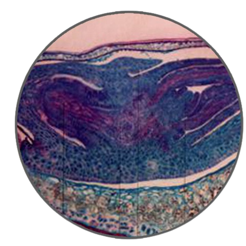 Wheat Seed, Prepared Microscope Slide