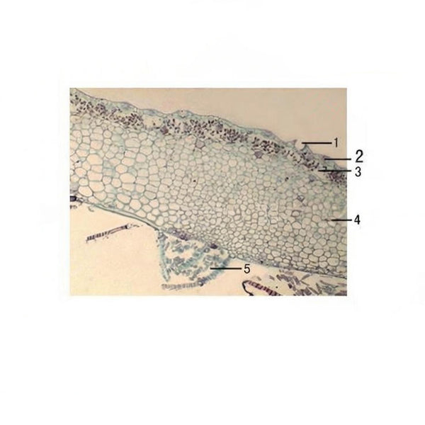 Liverwort Thallus, Prepared Microscope Slide