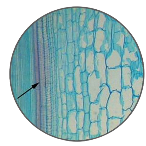 Celery Petiole, l.s. Prepared Microscope Slide