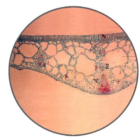 Water Lily Leaf, c.s. Prepared Microscope Slide
