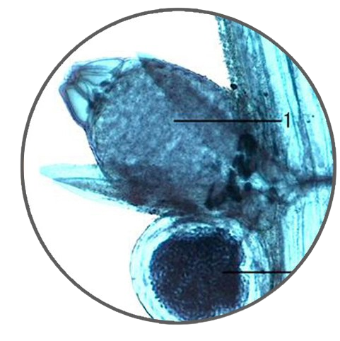 Chara Short Branch, Prepared Microscope Slide