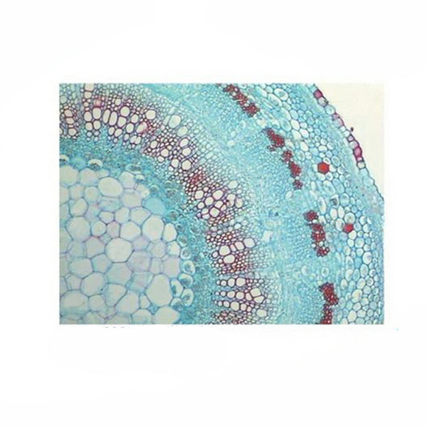 Hibiscus Stem, c.s. Prepared Microscope Slide