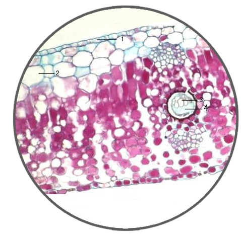 Staghorn Fern Leaf, c.s. Prepared Microscope Slide