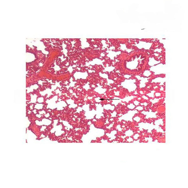 Pig Lung, Prepared Microscope Slide