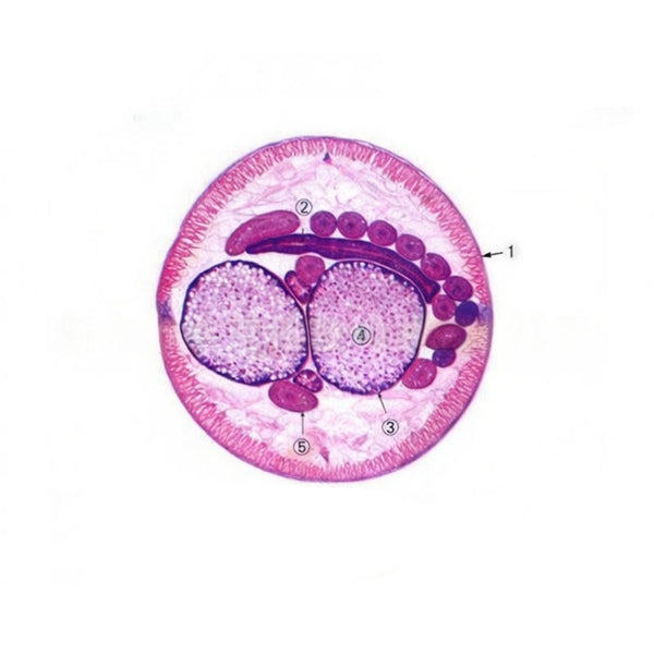 Ascaris Female, c.s. Prepared Microscope Slide
