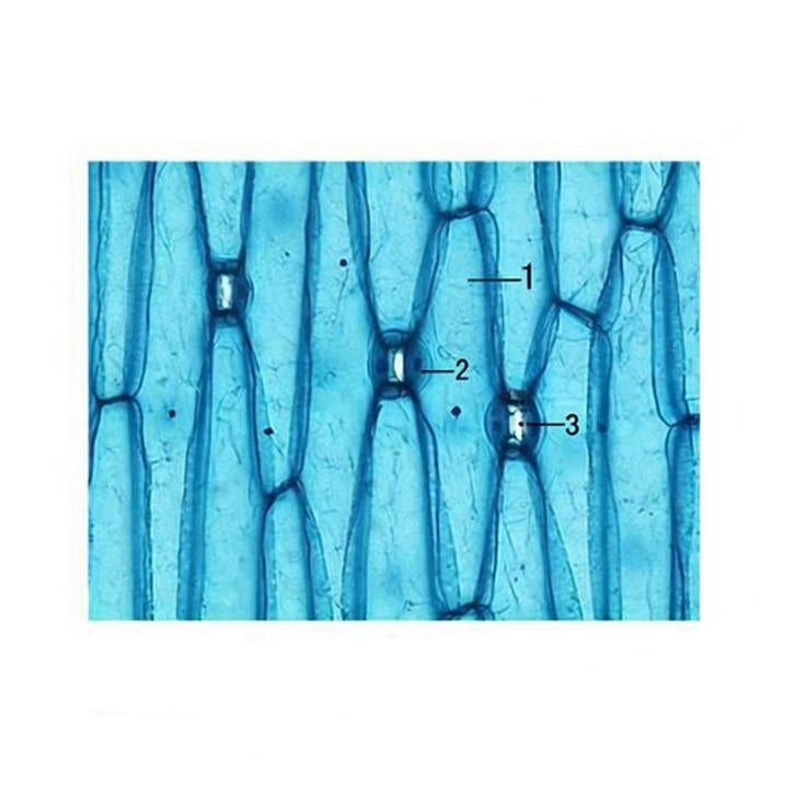 Iris Leaf Lower Epidermis, Prepared Microscope Slide