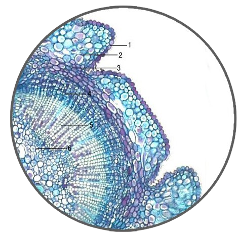 Yew Young Stem, c.s. Prepared Microscope Slide