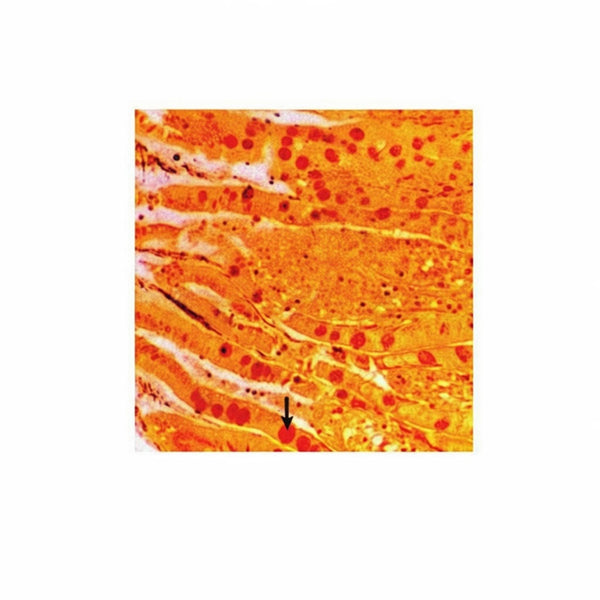 Colon, Microscope Slide - Dr Wong Anatomy