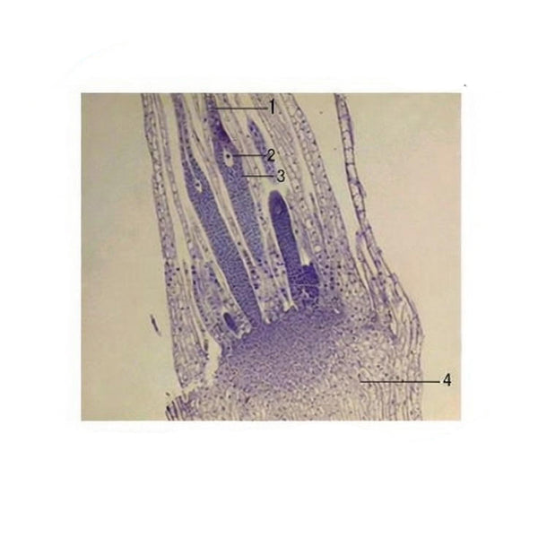 Funaria Archegonium, l.s. Prepared Microscope Slide