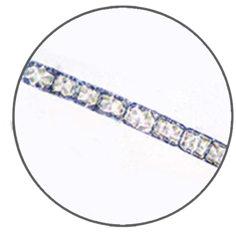 Straight Chain Diatom (Melosira), Prepared Microscope Slide