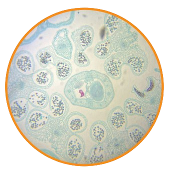 Rapeseed Flower, c.s. Prepared Microscope Slide - Dr Wong Anatomy