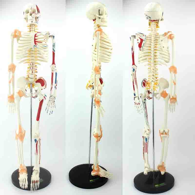 Mini Skeleton Model with Muscles and Ligaments