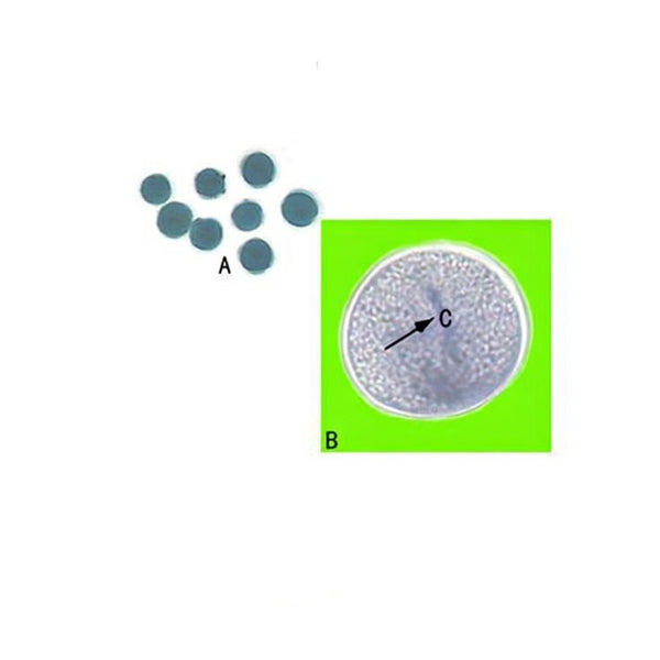 Wheat Pollen, Prepared Microscope Slide - Dr Wong Anatomy