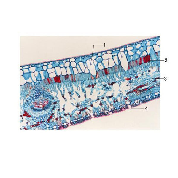 Rubber Tree Leaf, c.s. Prepared Microscope Slide