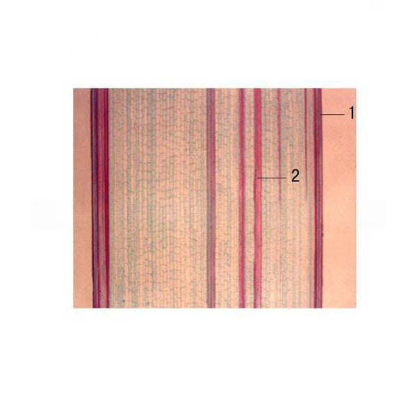 Corn Stem, l.s. Prepared Microscope Slide