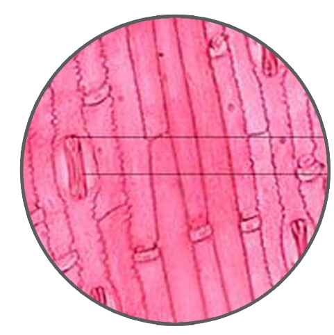 Wheat Leaf Lower Epidermis, Prepared Microscope Slide
