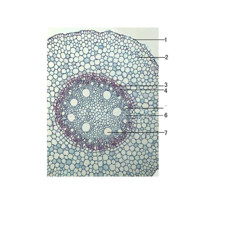 Corn Root, c.s. Prepared Microscope Slide - Dr Wong Anatomy