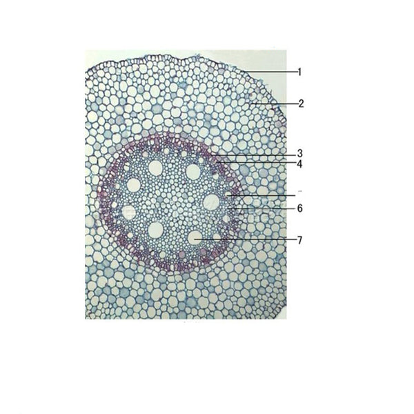 Corn Root, c.s. Prepared Microscope Slide - Dr Wong Anatomy